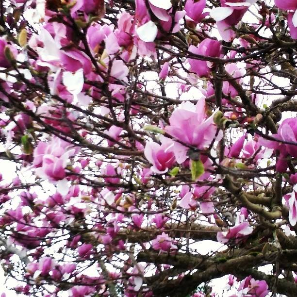 Magnolia Blossom Time