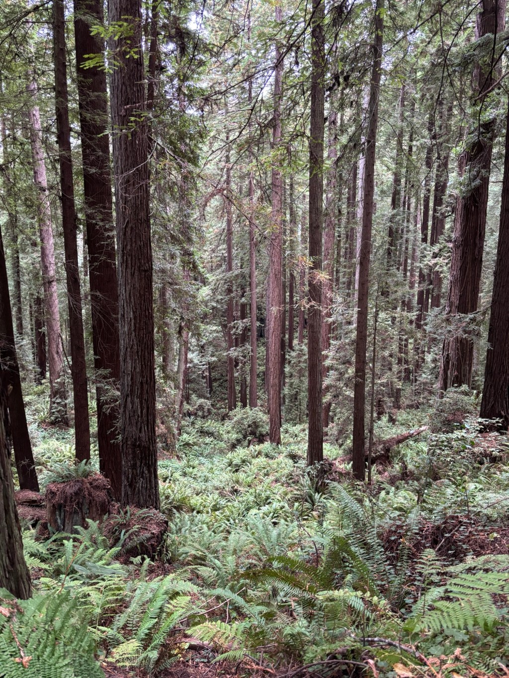 A Small Break in the&nbsp;Forest